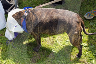 FEATURE - 'Great Hampstead Bark Off Dog Show' 2016 in London