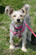 FEATURE - 'Great Hampstead Bark Off Dog Show' 2016 in London
