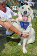 FEATURE - 'Great Hampstead Bark Off Dog Show' 2016 in London