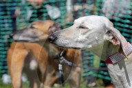 FEATURE - 'Great Hampstead Bark Off Dog Show' 2016 in London