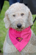 FEATURE - 'Great Hampstead Bark Off Dog Show' 2016 in London