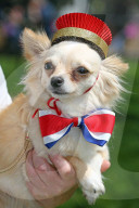 FEATURE - 'Great Hampstead Bark Off Dog Show' 2016 in London