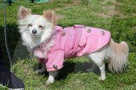 FEATURE - 'Great Hampstead Bark Off Dog Show' 2016 in London