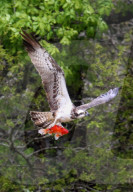 FEATURE - Fischadler schnappt sich Goldfisch