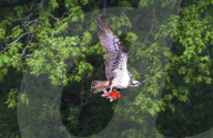 FEATURE - Fischadler schnappt sich Goldfisch