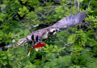 FEATURE - Fischadler schnappt sich Goldfisch
