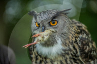 FEATURE - Ausbildung von Greifvögeln in der Falknerei bei Saarlouis