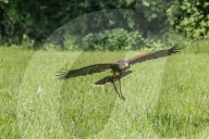 FEATURE - Ausbildung von Greifvögeln in der Falknerei bei Saarlouis
