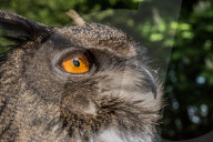 FEATURE - Ausbildung von Greifvögeln in der Falknerei bei Saarlouis