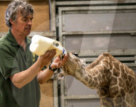 FEATURE - Auf Augenhöhe mit kleiner Giraffe