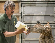 FEATURE - Auf Augenhöhe mit kleiner Giraffe