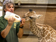 FEATURE - Auf Augenhöhe mit kleiner Giraffe