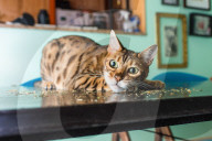 FEATURE - Katzen süchtig nach Catnip