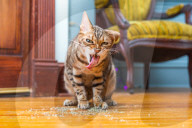 FEATURE - Katzen süchtig nach Catnip
