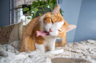 FEATURE - Katzen süchtig nach Catnip