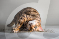 FEATURE - Katzen süchtig nach Catnip