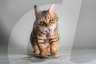 FEATURE - Katzen süchtig nach Catnip