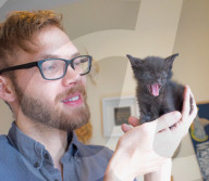 FEATURE - Katzen süchtig nach Catnip