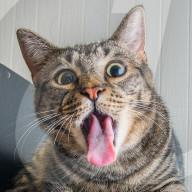 FEATURE - Katzen süchtig nach Catnip