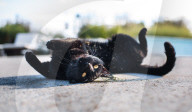 FEATURE - Katzen süchtig nach Catnip