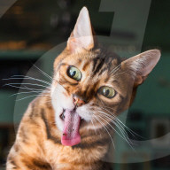 FEATURE - Katzen süchtig nach Catnip