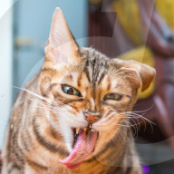 FEATURE - Katzen süchtig nach Catnip