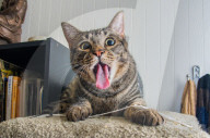 FEATURE - Katzen süchtig nach Catnip