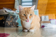 FEATURE - Katzen süchtig nach Catnip