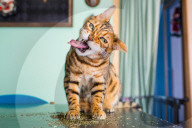FEATURE - Katzen süchtig nach Catnip