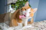 FEATURE - Katzen süchtig nach Catnip