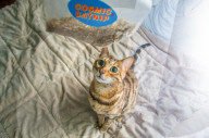 FEATURE - Katzen süchtig nach Catnip