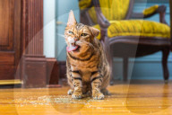 FEATURE - Katzen süchtig nach Catnip