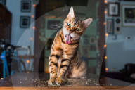 FEATURE - Katzen süchtig nach Catnip