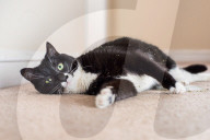 FEATURE - Katzen süchtig nach Catnip