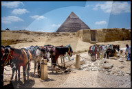 NEWS - Ägypten: Die Touristen bleiben fern