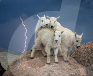 FEATURE - Bergziege während eines Gewitters in Colorado