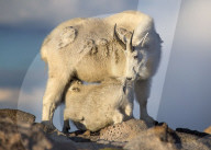 FEATURE - Bergziege während eines Gewitters in Colorado