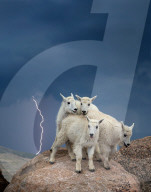 FEATURE - Bergziege während eines Gewitters in Colorado