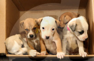 FEATURE - 9 Hundewelpen wurden in einem Karton am Strassenrand im australischen Geelong ausgesetzt 