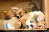 FEATURE - 9 Hundewelpen wurden in einem Karton am Strassenrand im australischen Geelong ausgesetzt 
