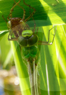 FEATURE - Hier schlüpft eine Kaiser Libelle aus ihrem Kokon