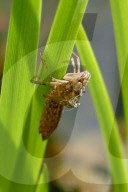 FEATURE - Hier schlüpft eine Kaiser Libelle aus ihrem Kokon