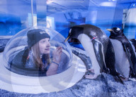 FEATURE - Das Londoner Aquarium bietet eine spezielle Begegnung mit Pinguinen