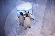 FEATURE - Das Londoner Aquarium bietet eine spezielle Begegnung mit Pinguinen