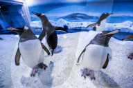 FEATURE - Das Londoner Aquarium bietet eine spezielle Begegnung mit Pinguinen