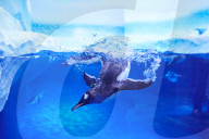 FEATURE - Das Londoner Aquarium bietet eine spezielle Begegnung mit Pinguinen