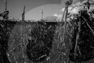 REPORTAGE - Philippinen: Die Opfer des Kidapawan Massakers