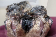 FEATURE - Kookaburra Junge in der Pflegestation