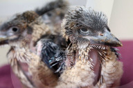 FEATURE - Kookaburra Junge in der Pflegestation