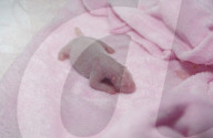 FEATURE - Neugeborenes Pandababy im Aufzuchtzentrum in Chengdu